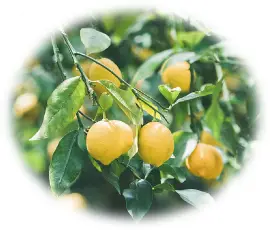 瀬戸内レモンのイメージ